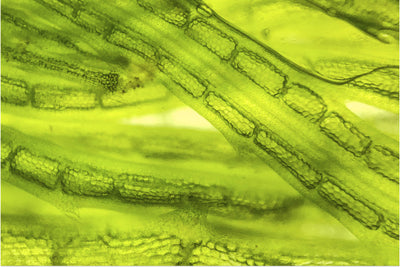 Marine Phytoplankton Extract